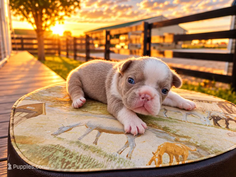 Sterling – French Bulldog puppy for sale in Elkton, KY
