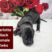 Charlotte, a female Great Dane for sale in Elkton, KY – Photo 4 of 6