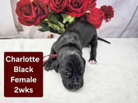 Charlotte, a female Great Dane for sale in Elkton, KY – Photo 1 of 3