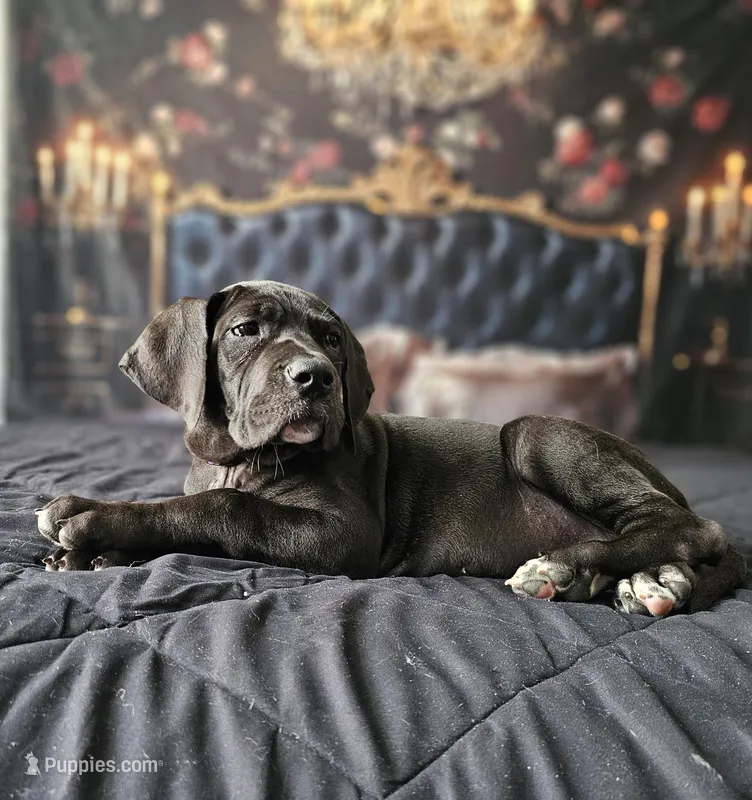 Charlotte – Great Dane puppy for sale in Elkton, KY