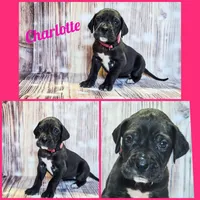Charlotte, a female Great Dane for sale in Elkton, KY – Photo 3 of 6