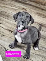 Charlotte, a female Great Dane for sale in Elkton, KY – Photo 2 of 6