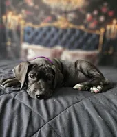 Charlotte, a female Great Dane for sale in Elkton, KY – 3 of 9