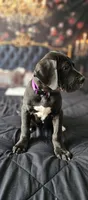 Charlotte, a female Great Dane for sale in Elkton, KY – 2 of 9