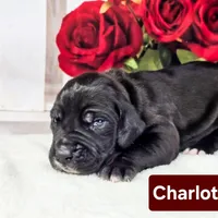 Charlotte, a female Great Dane for sale in Elkton, KY – Photo 5 of 6