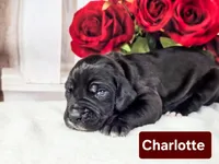 Charlotte, a female Great Dane for sale in Elkton, KY – Photo 2 of 3