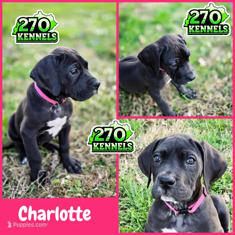 Charlotte – Great Dane puppy for sale in Elkton, KY