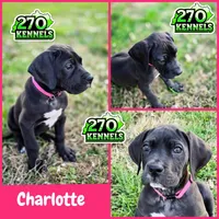 Charlotte, a female Great Dane for sale in Elkton, KY – Photo 1 of 6