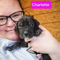 Charlotte, a female Great Dane for sale in Elkton, KY – Photo 6 of 6