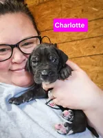 Charlotte, a female Great Dane for sale in Elkton, KY – Photo 3 of 3