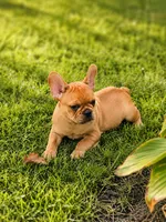 Maple, a male French Bulldog for sale in Elkton, KY – 2 of 3