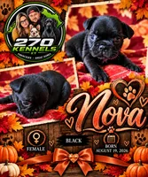 Nova, a female French Bulldog for sale in Elkton, KY – 1 of 3
