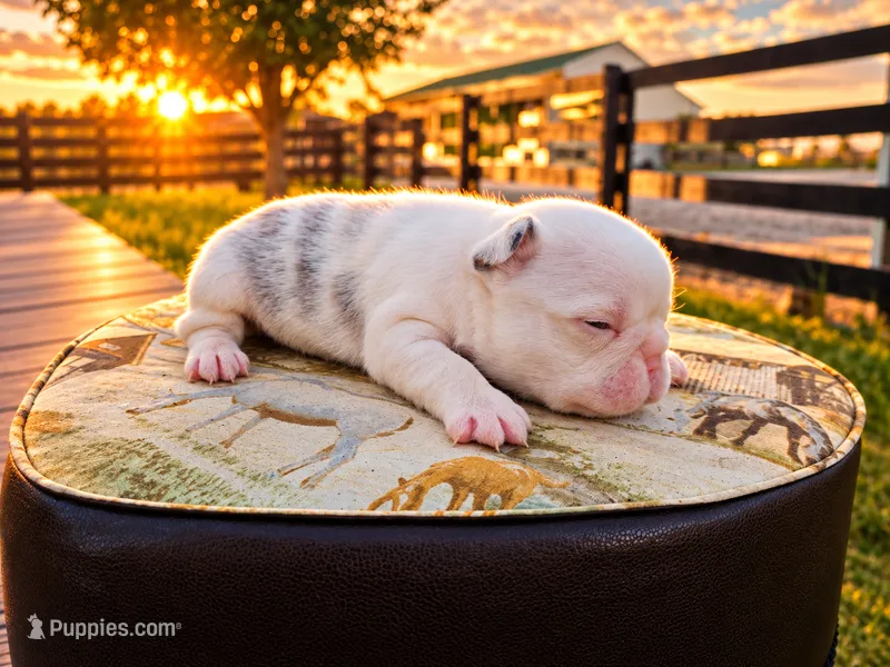 Chanel – French Bulldog puppy for sale in Elkton, KY