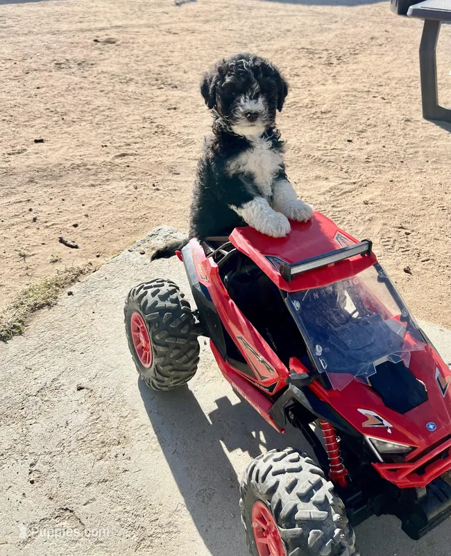 Perfect one  – Maltipoo puppy for sale in California City, CA