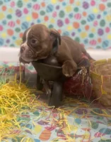 Lila, a female American Bulldog for sale in Springfield, MO – Photo 2 of 4