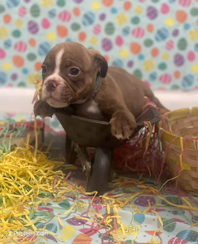 Lila – American Bulldog puppy for sale in Springfield, MO