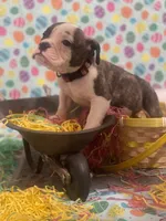 Stoney, a male American Bulldog for sale in Springfield, MO – Photo 3 of 4