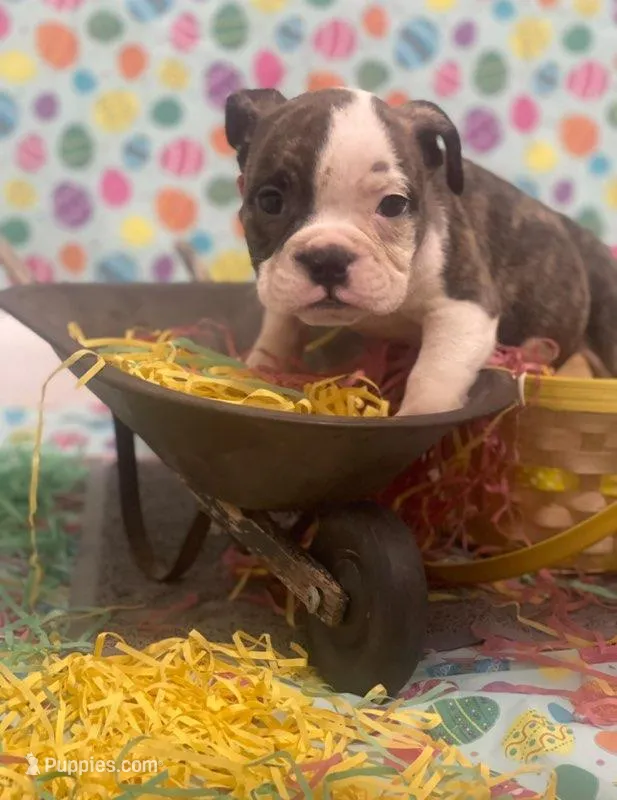 Stoney – American Bulldog puppy for sale in Springfield, MO