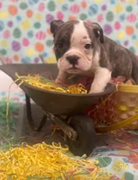 Stoney, a male American Bulldog for sale in Springfield, MO – Photo 1 of 4