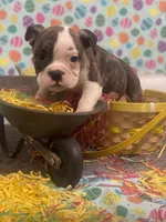 Stoney, a male American Bulldog for sale in Springfield, MO – Photo 2 of 4