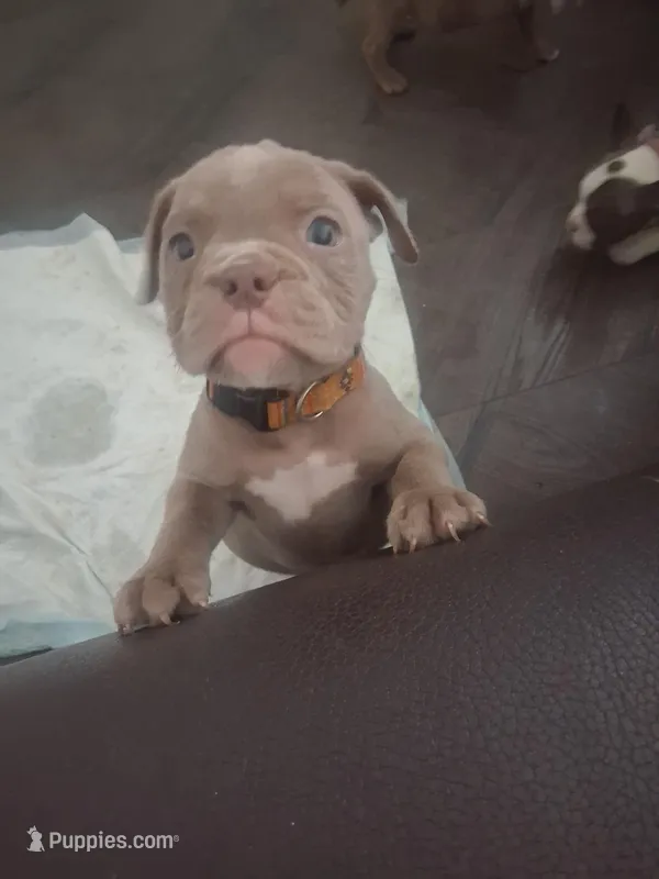 Sage – American Bully puppy for sale in Springfield, MO