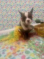 Domino, a male American Bully for sale in Springfield, MO – Photo 5 of 5