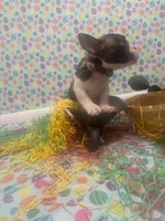 Domino, a male American Bully for sale in Springfield, MO – Photo 3 of 5