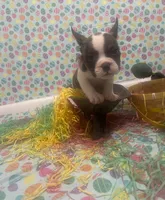 Domino, a male American Bully for sale in Springfield, MO – Photo 1 of 5