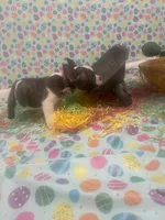 Domino, a male American Bully for sale in Springfield, MO – Photo 2 of 5