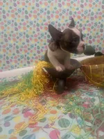 Domino, a male American Bully for sale in Springfield, MO – Photo 4 of 5