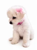 daisy, a female Maltipoo for sale in Maywood, CA – 2 of 3
