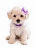 princess, a female Maltipoo for sale in Maywood, CA – 2 of 3