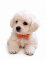 coco, a male Maltipoo for sale in Maywood, CA – 3 of 3