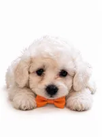 coco, a male Maltipoo for sale in Maywood, CA – 2 of 3