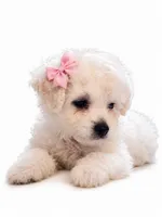 daisy, a female Maltipoo for sale in Maywood, CA – 3 of 3