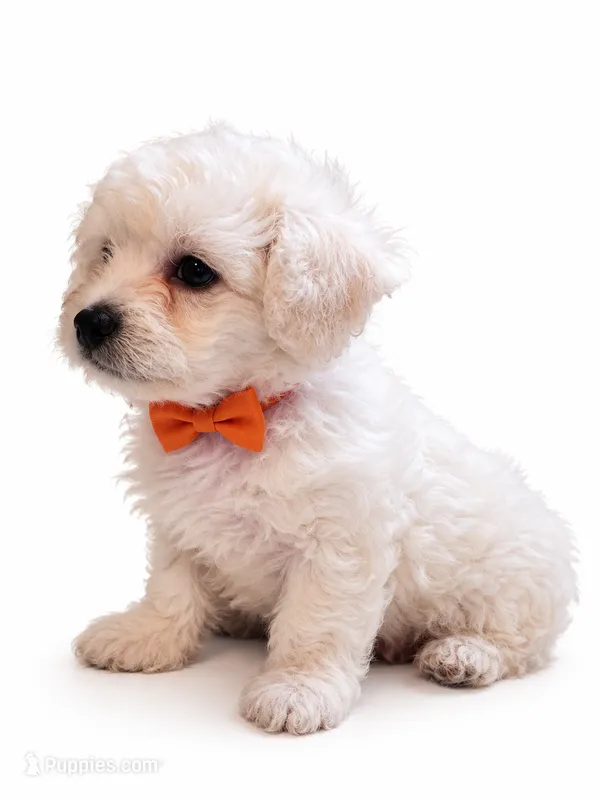 coco – Maltipoo puppy for sale in Maywood, CA
