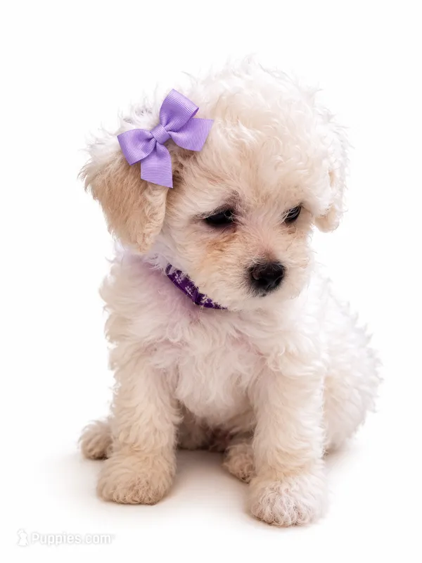 princess – Maltipoo puppy for sale in Maywood, CA