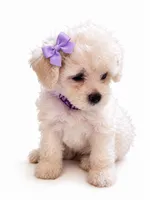 princess, a female Maltipoo for sale in Maywood, CA – 1 of 3
