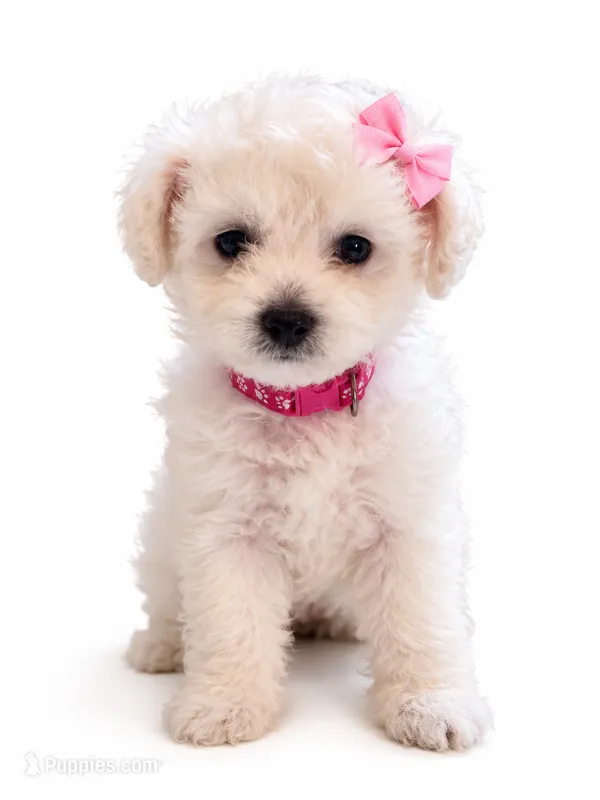 daisy – Maltipoo puppy for sale in Maywood, CA