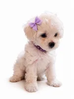 princess, a female Maltipoo for sale in Maywood, CA – 3 of 3