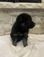 Wilson, a male German Shepherd Dog for sale in Mount Vernon, MO – Photo 2 of 5