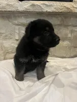 Wilson, a male German Shepherd Dog for sale in Mount Vernon, MO – Photo 3 of 5