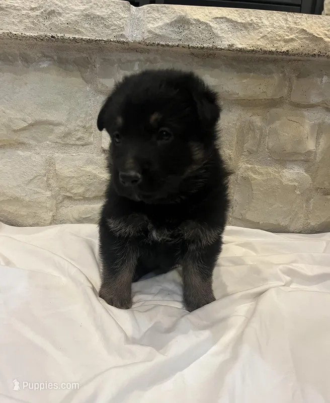 Wilson – German Shepherd Dog puppy for sale in Mount Vernon, MO