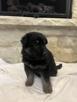 Wilson, a male German Shepherd Dog for sale in Mount Vernon, MO – Photo 4 of 5