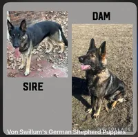 Wilson, a male German Shepherd Dog for sale in Mount Vernon, MO – Photo 5 of 5