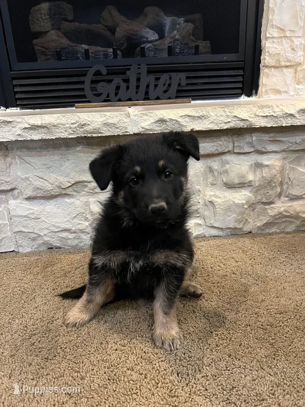 Wilson – German Shepherd Dog puppy for sale in Mount Vernon, MO