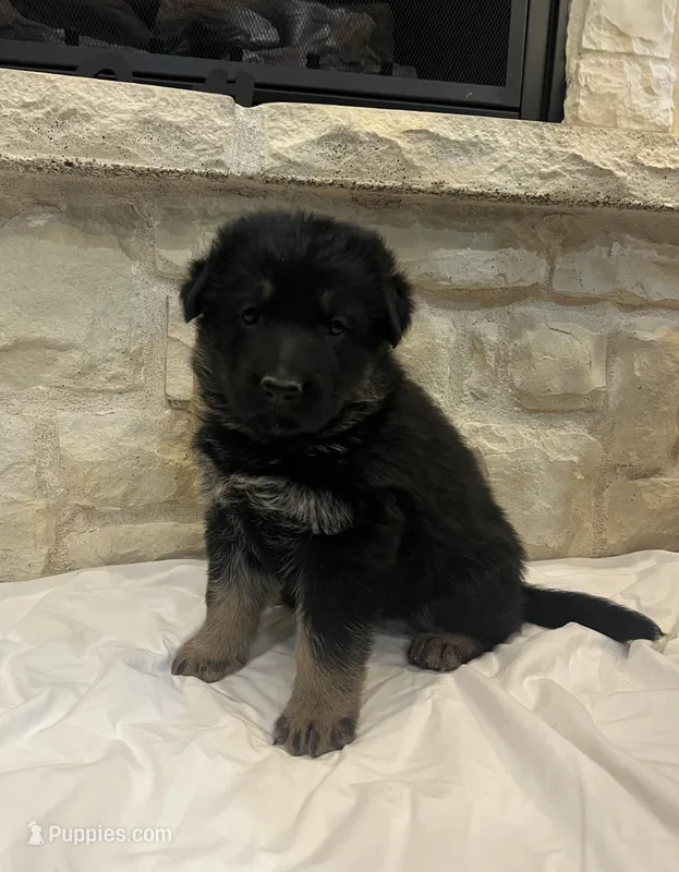 Ella – German Shepherd Dog puppy for sale in Mount Vernon, MO