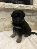 Ella, a female German Shepherd Dog for sale in Mount Vernon, MO – Photo 3 of 5