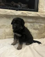 Ella, a female German Shepherd Dog for sale in Mount Vernon, MO – Photo 2 of 5