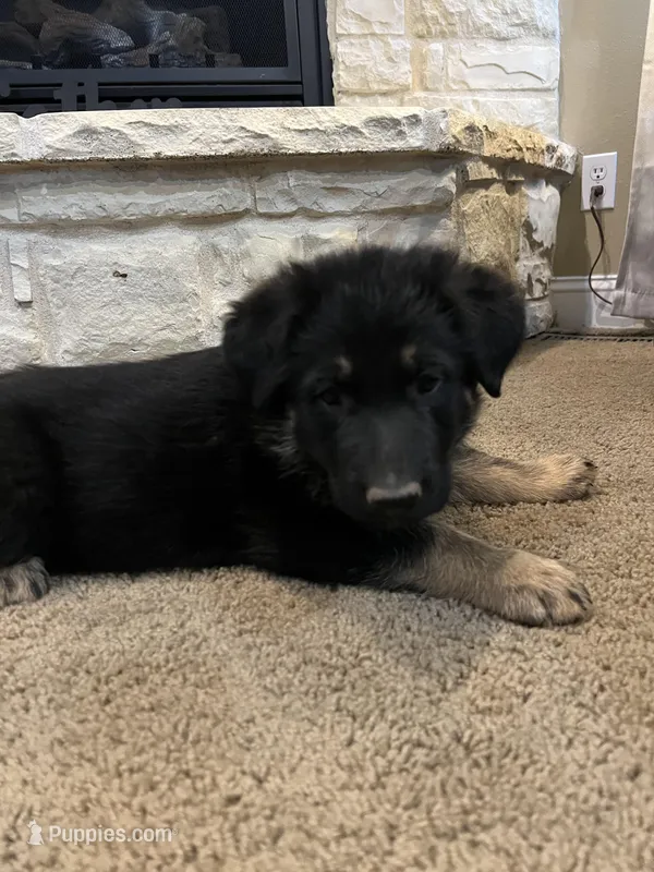 Ella – German Shepherd Dog puppy for sale in Mount Vernon, MO